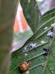 Coccinellidae