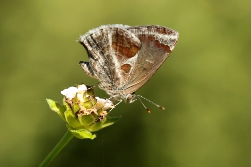 Lantana Scrub-Hairstreak