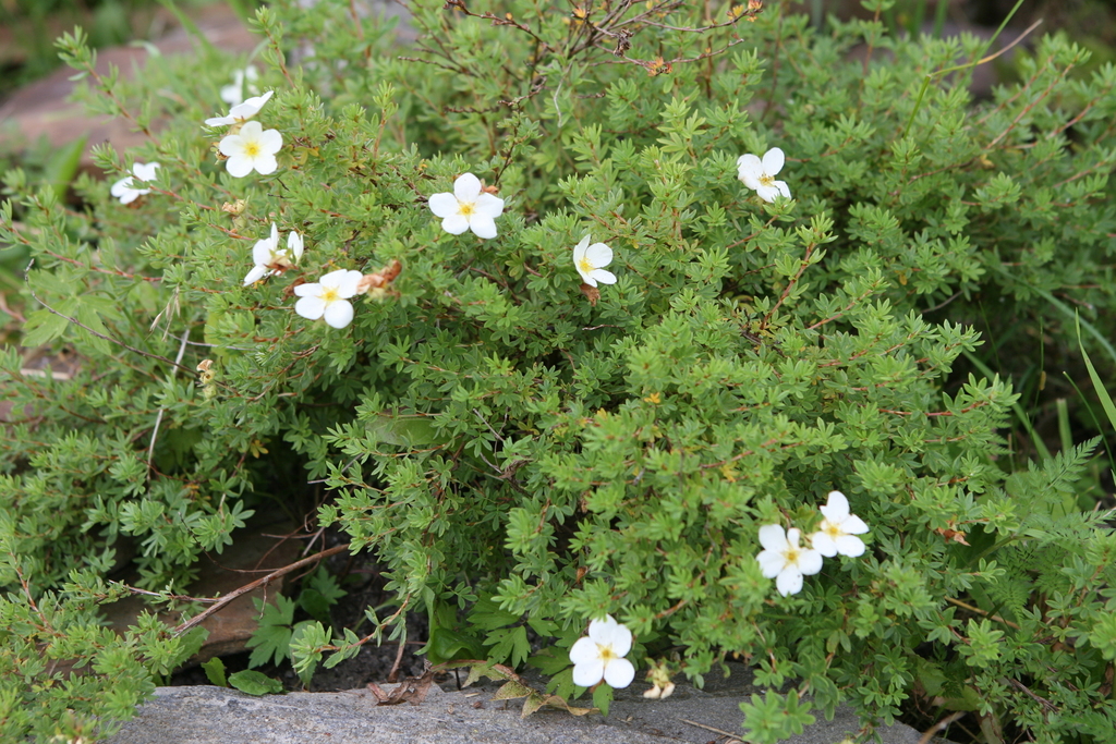 Davurian Cinquefoil
