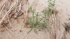 Cryptantha maritima maritima