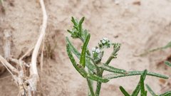 Cryptantha maritima maritima