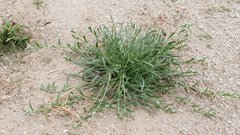 Pectocarya heterocarpa