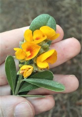 Callistachys lanceolata