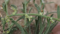 Pectocarya heterocarpa