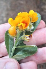 Callistachys lanceolata