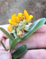 Callistachys lanceolata
