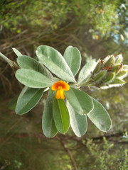 Callistachys lanceolata