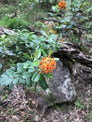 Gastrolobium bilobum