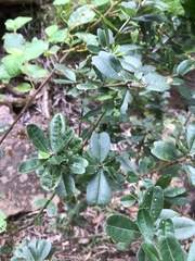 Gastrolobium bilobum