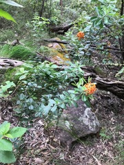 Gastrolobium bilobum