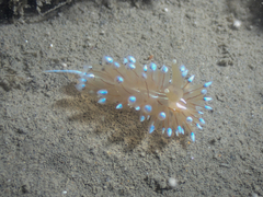 Antiopella cristata