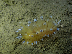 Antiopella cristata
