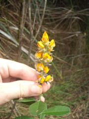 Callistachys lanceolata