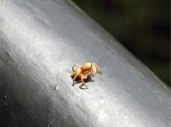 Carrhotus sannio