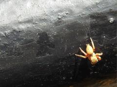 Carrhotus sannio