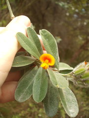 Callistachys lanceolata