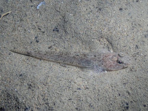 Sand Goby