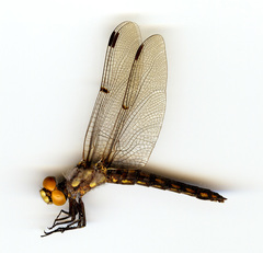 Libellula nodisticta