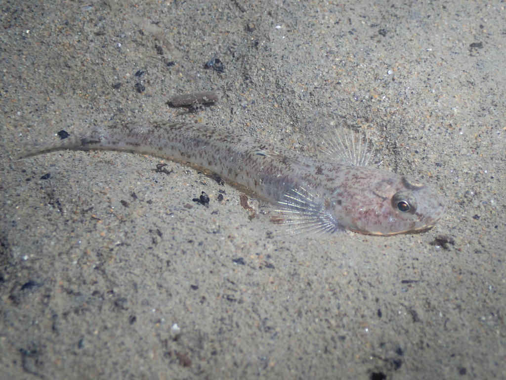 Sand Goby