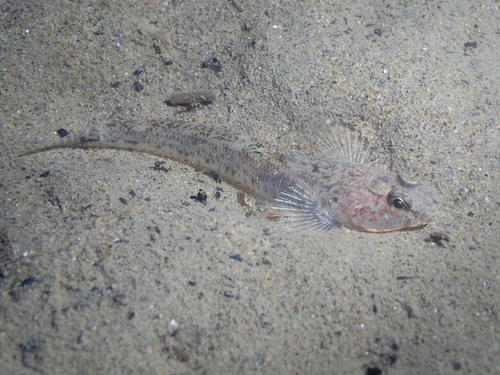 Sand Goby