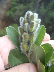 Callistachys lanceolata