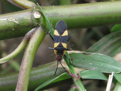 Oncopeltus cingulifer