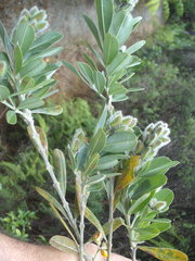 Callistachys lanceolata