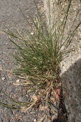 Bristly Sicklebeak Grass (Parapholis strigosa)