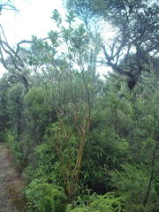 Callistachys lanceolata