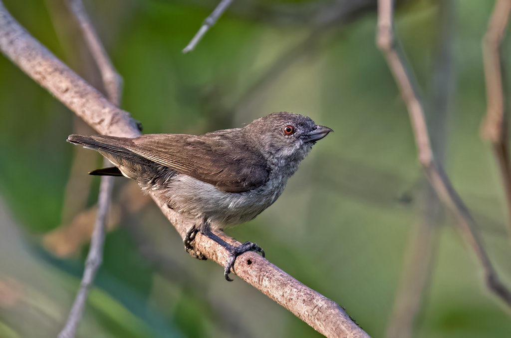 Thick-billed Flowerpecker photo