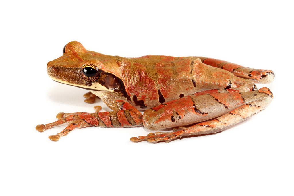 Flat-Headed Bromeliad Treefrog