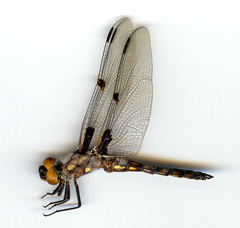 Libellula nodisticta