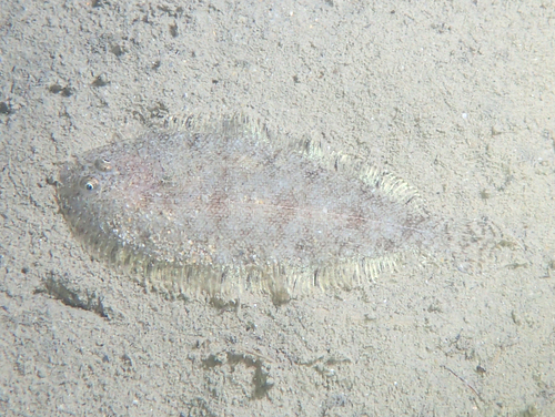 Buglossidium luteum