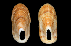 Macroschisma tasmaniae
