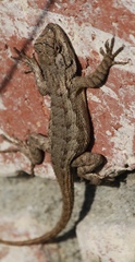 Sceloporus occidentalis