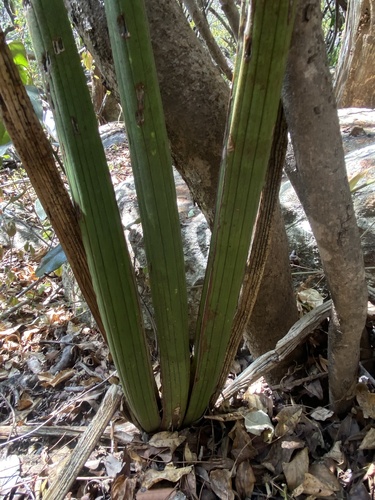 Dracaena pearsonii, photograph 1