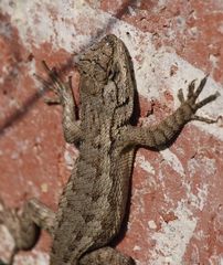 Sceloporus occidentalis