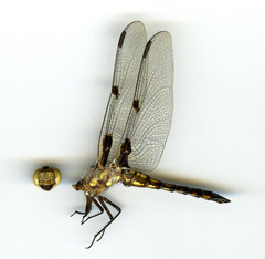 Libellula nodisticta