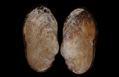 Barbatia pistachia