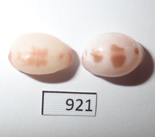 Ellatrivia merces