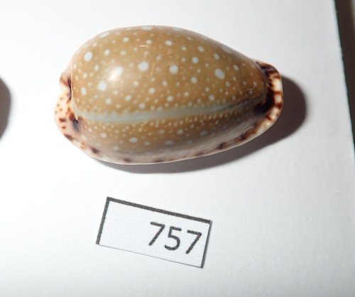 Naria labrolineata