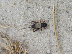 Gryllus firmus