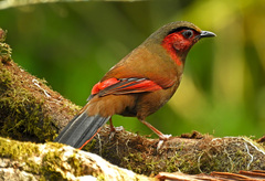 Red-Faced Liocichla photo 3