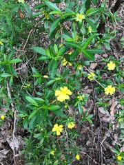 Hibbertia cuneiformis
