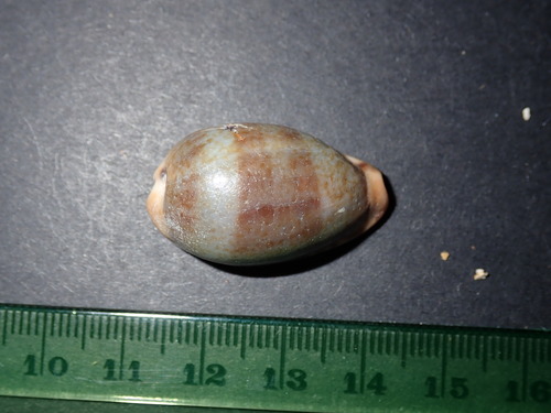 Erronea xanthodon
