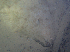 Solea senegalensis