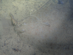 Solea senegalensis