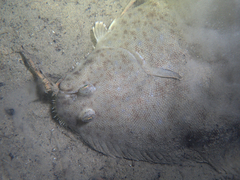 Solea senegalensis