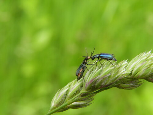 Cordylepherus viridis