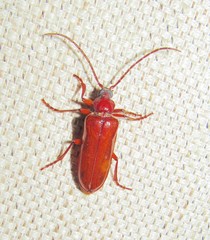 Mysteria cylindripennis